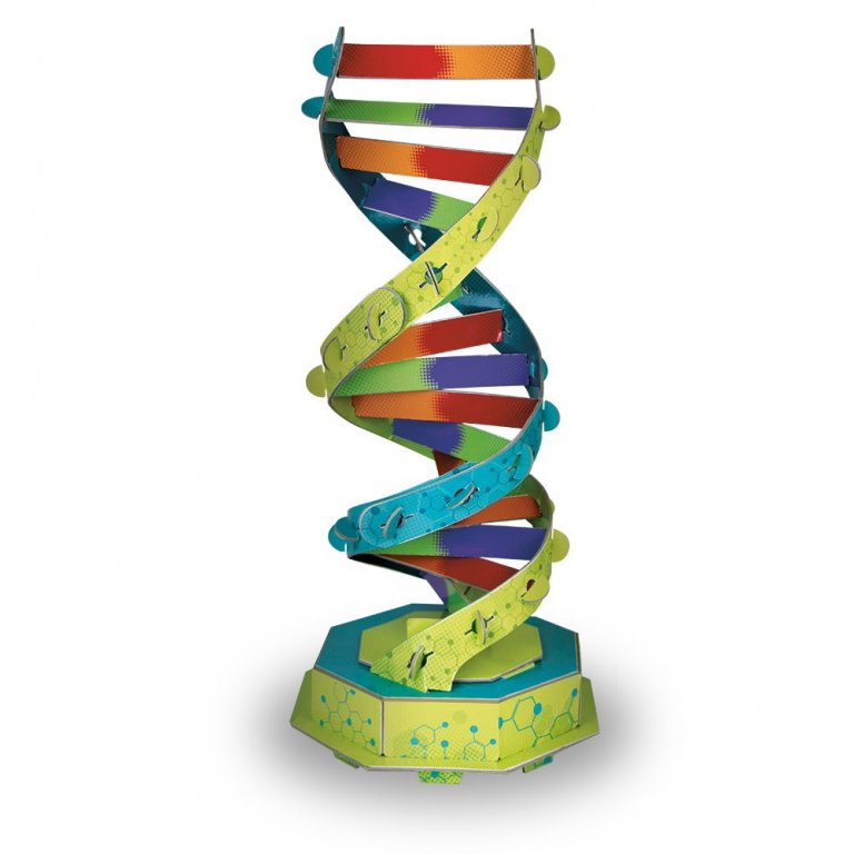 3D DNA Modeli + Bilim Kitabı | Bilim İnsanlarını Tanı, STEM Keşfi | Sassi Junior